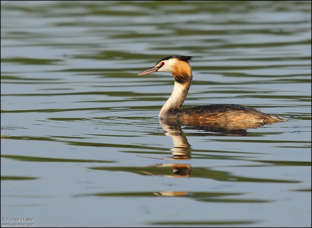 Great Crested Grebe, Behaviour