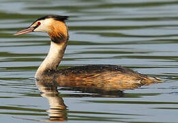 Great Crested Grebe