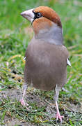 Hawfinch