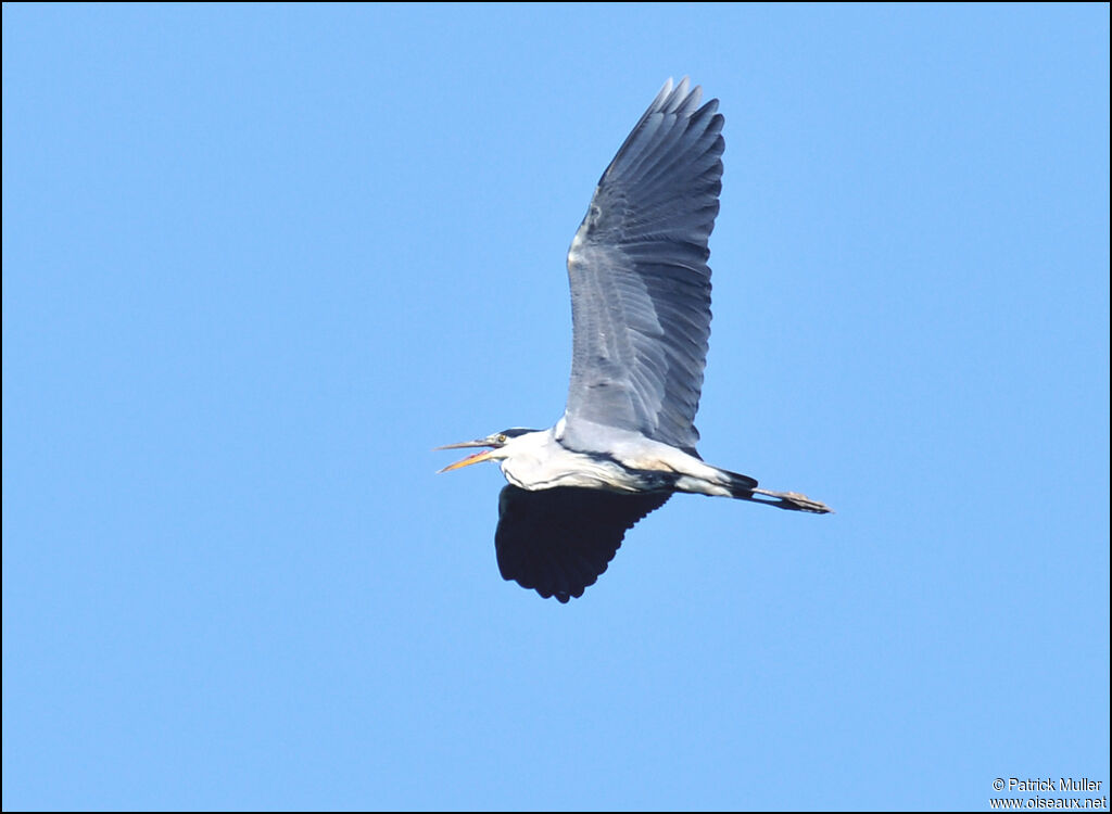 Grey Heron, Flight