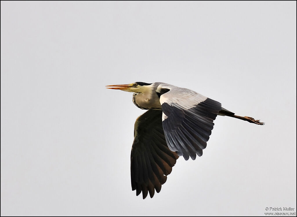 Grey Heron, Flight