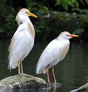 Western Cattle Egret