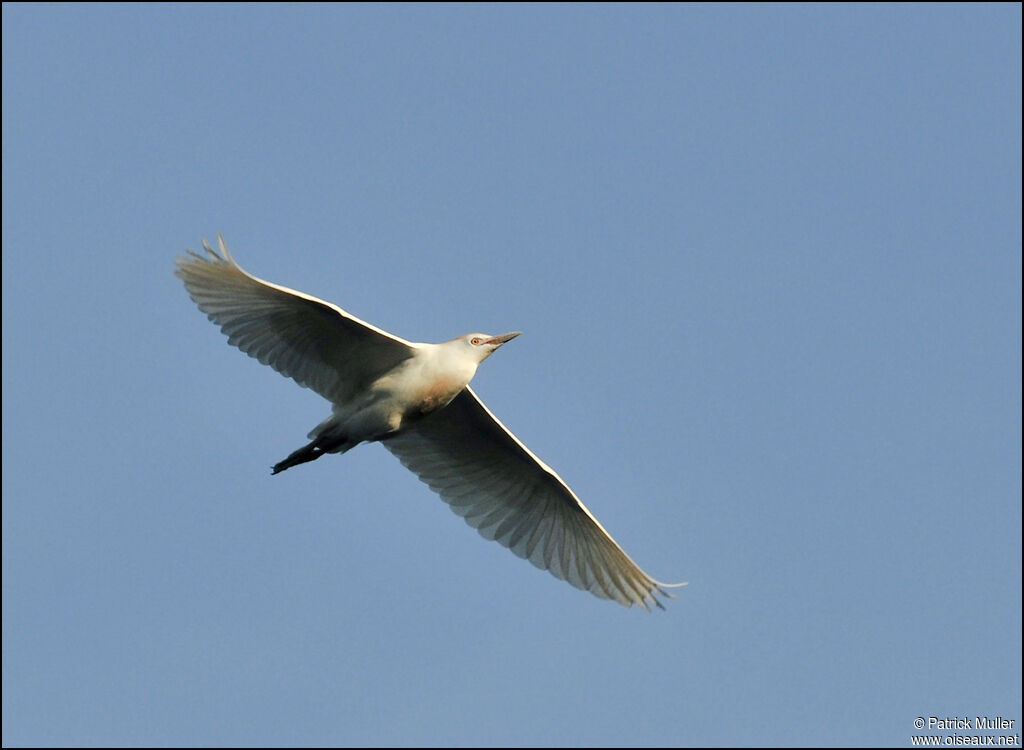 Western Cattle Egret, Flight