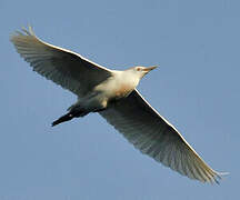 Western Cattle Egret