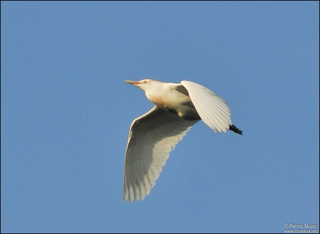 Western Cattle Egret, Flight