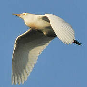 Western Cattle Egret