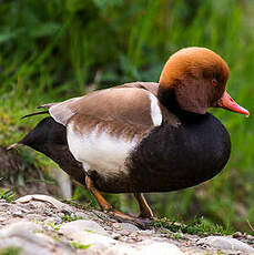 Nette rousse