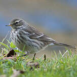 Pipit spioncelle