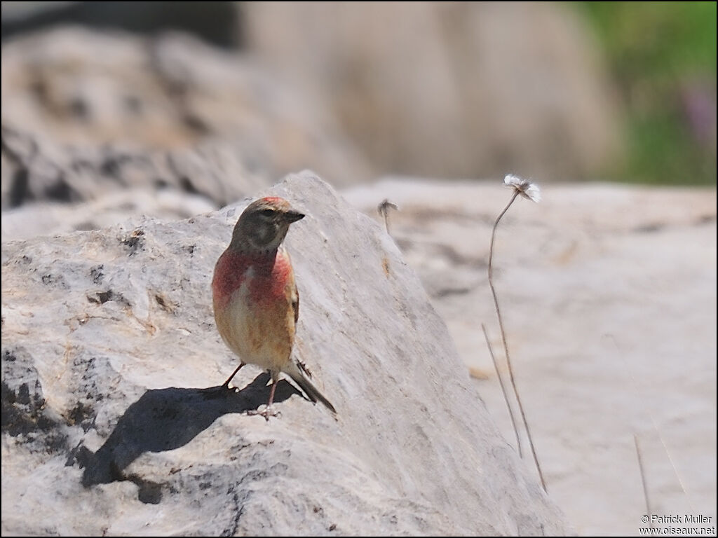 Common Linnet, Behaviour