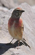 Common Linnet