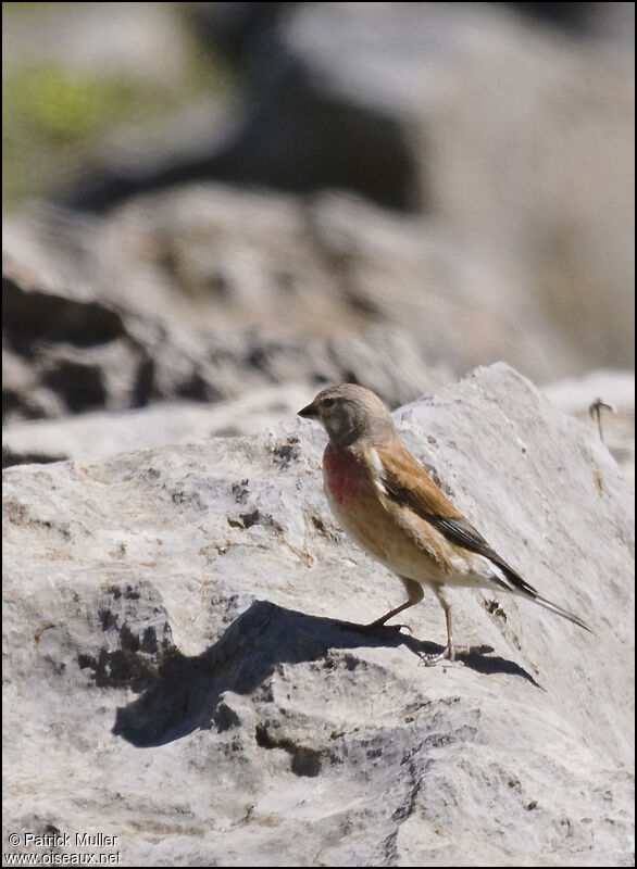 Common Linnet, Behaviour