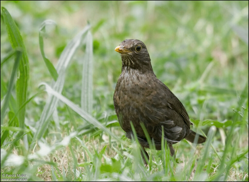 Common Blackbird