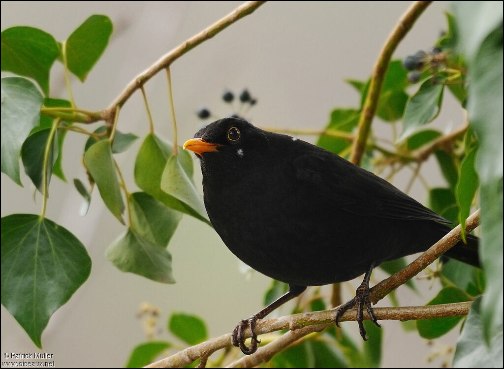 Common Blackbird, Behaviour