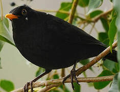 Common Blackbird