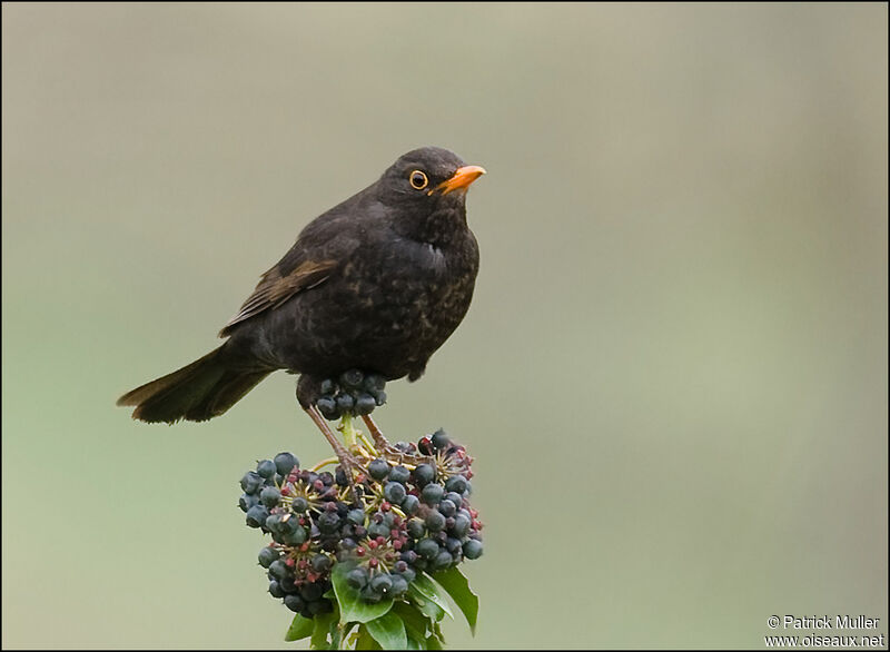 Common Blackbird, Behaviour