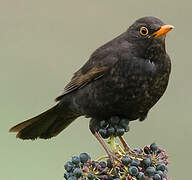 Common Blackbird