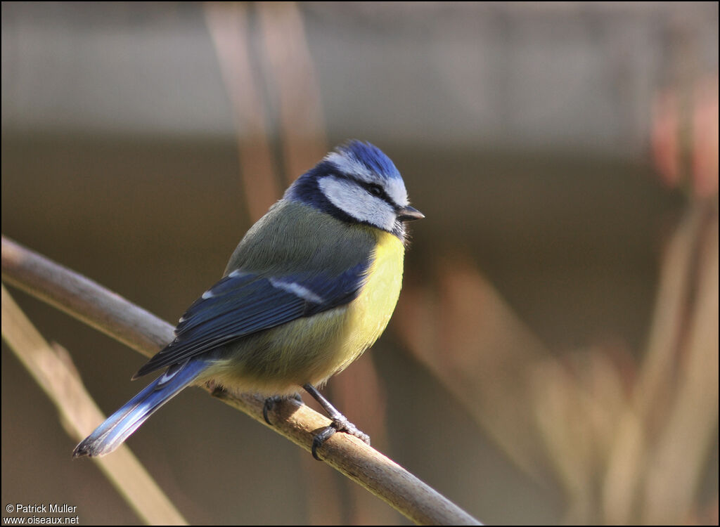 Mésange bleue