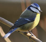 Eurasian Blue Tit