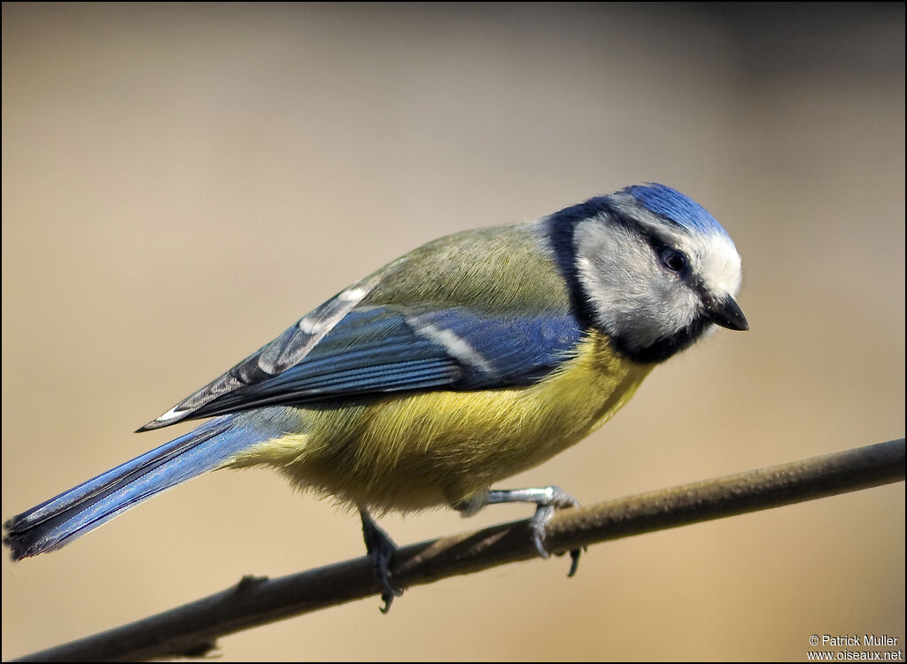 Eurasian Blue Tit, Behaviour