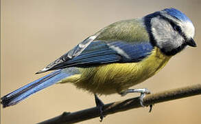 Eurasian Blue Tit