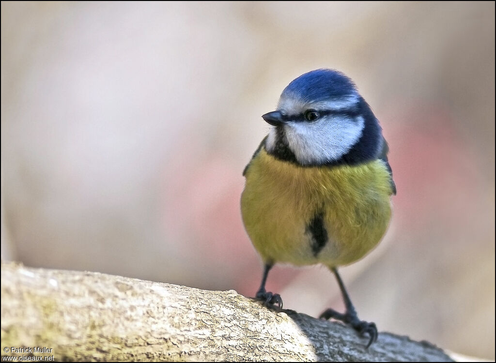 Eurasian Blue Tit, Behaviour