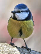 Eurasian Blue Tit