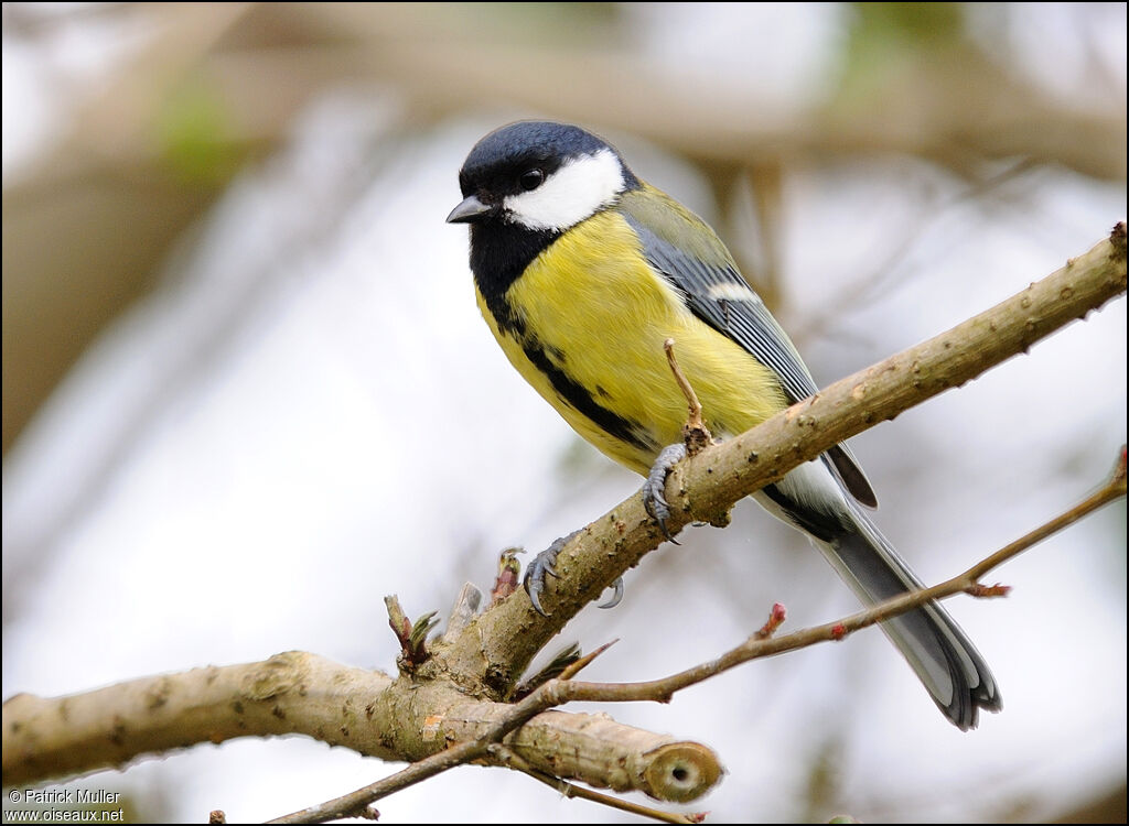 Mésange charbonnière, Comportement