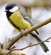 Great Tit