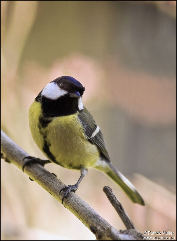 Great Tit, Behaviour