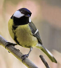 Mésange charbonnière