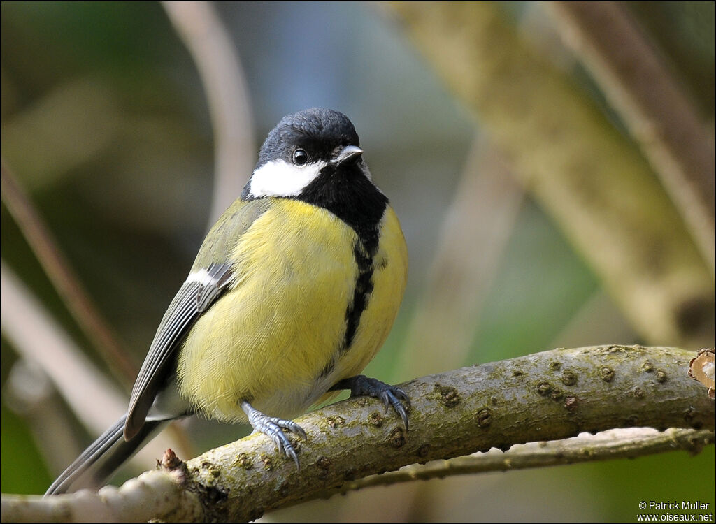 Great Tit, Behaviour