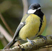 Great Tit