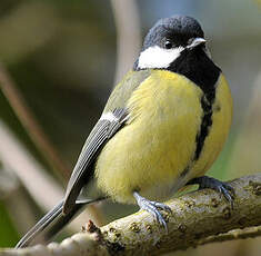 Mésange charbonnière