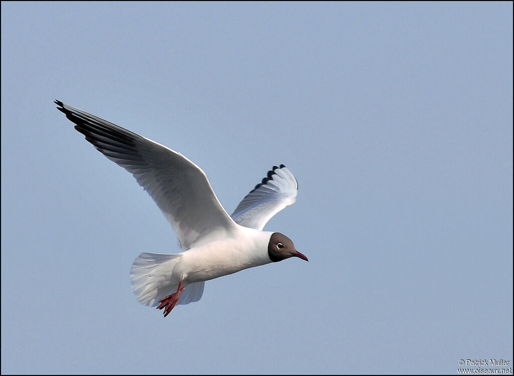 Mouette rieuse, Vol