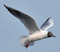 Mouette rieuse