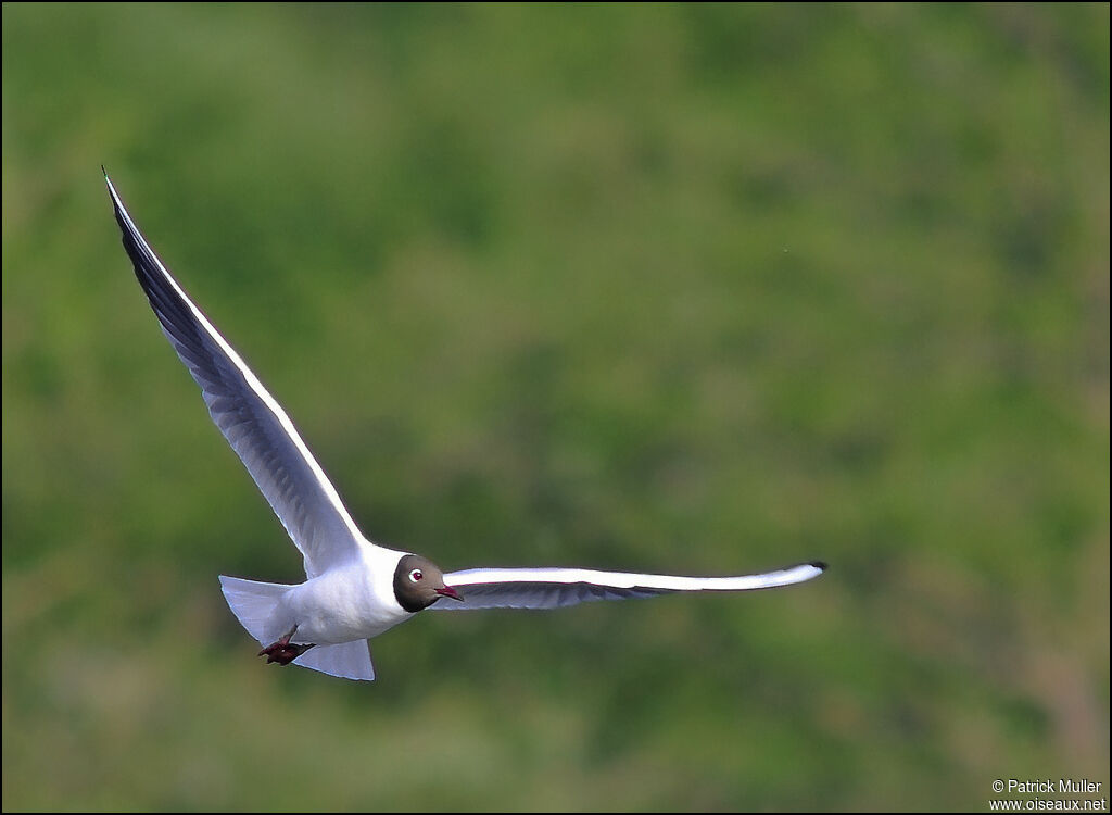 Mouette rieuse, Vol