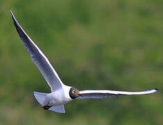 Black-headed Gull