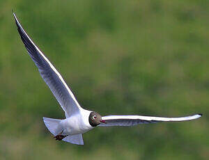 Mouette rieuse