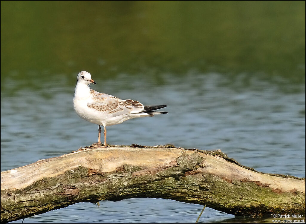 Black-headed Gull, Behaviour