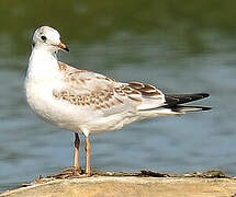 Mouette rieuse