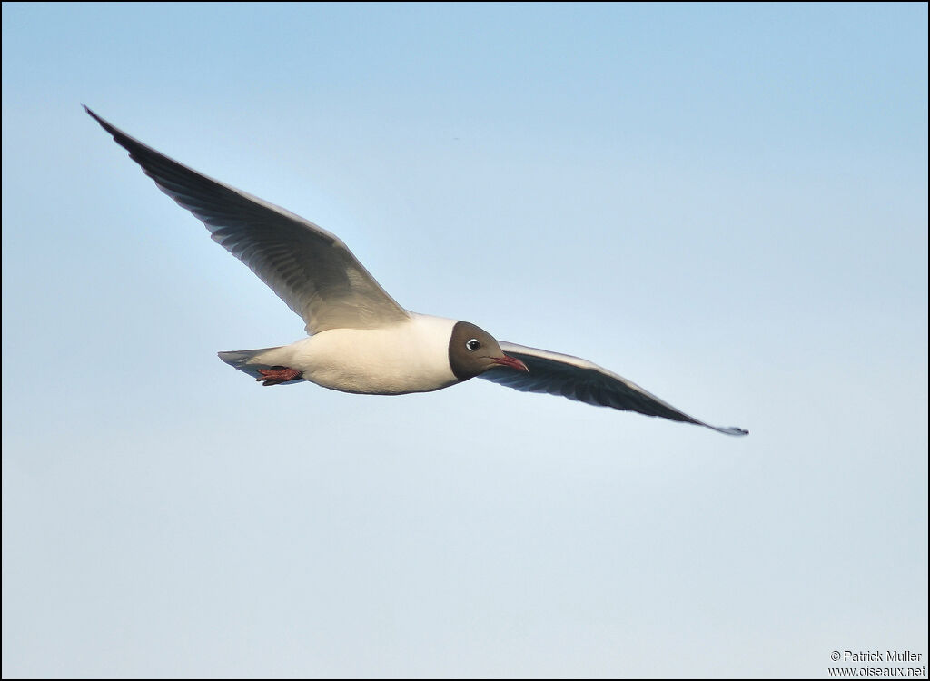 Mouette rieuse, Vol