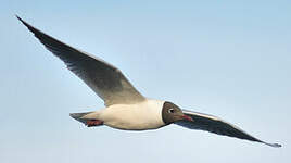 Mouette rieuse