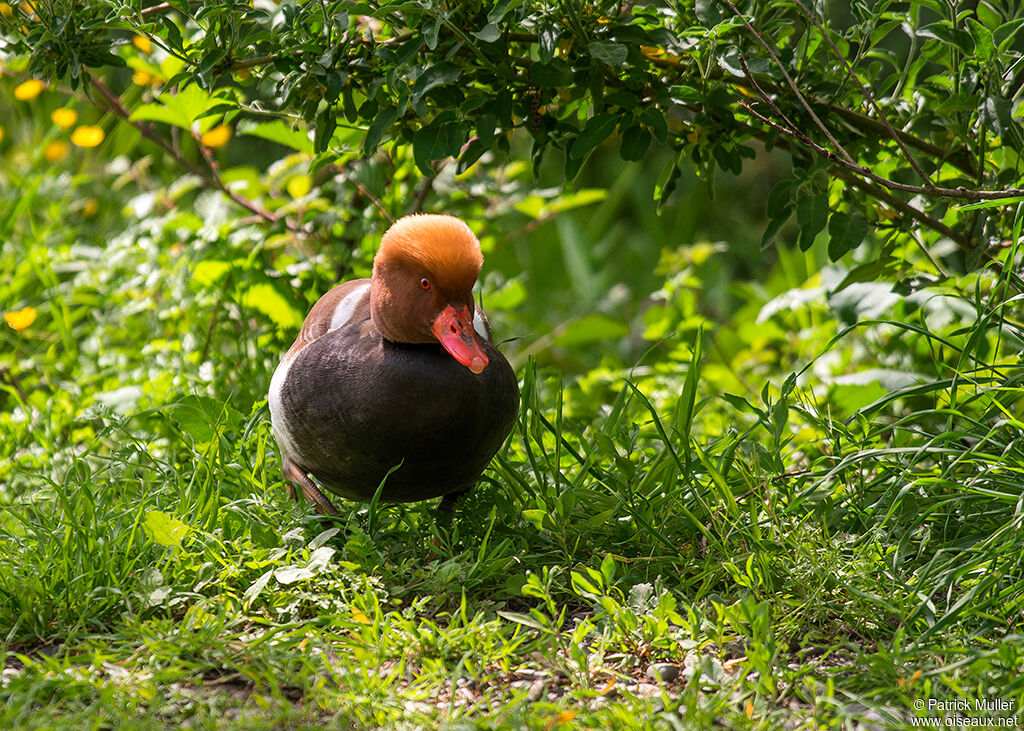 Nette rousse mâle adulte