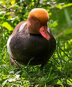 Red-crested Pochard