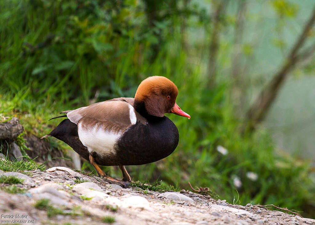 Red-crested Pochard male adult breeding, identification