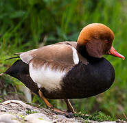 Red-crested Pochard