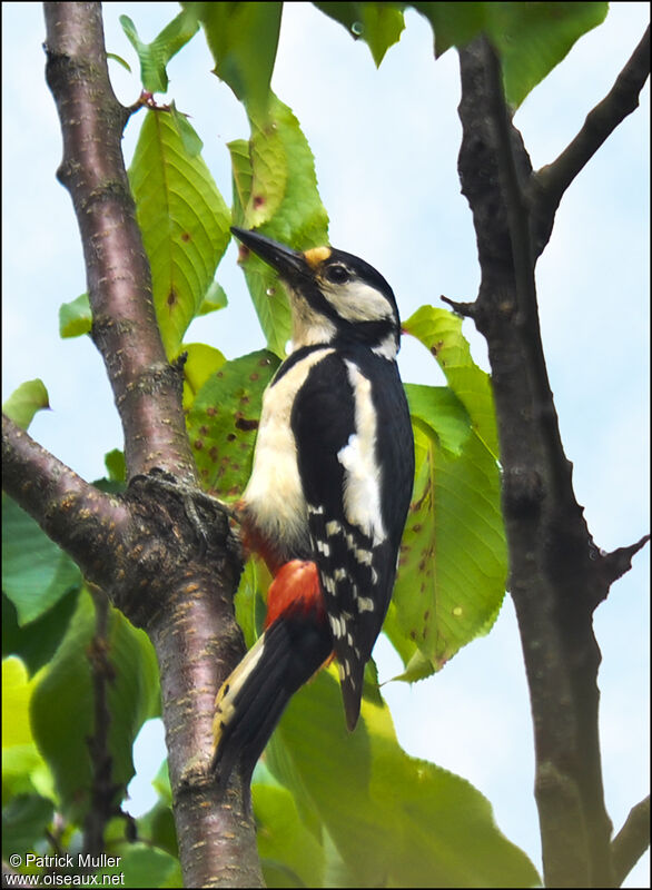 Great Spotted Woodpecker female adult