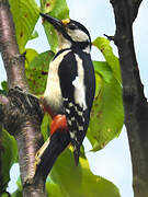 Great Spotted Woodpecker