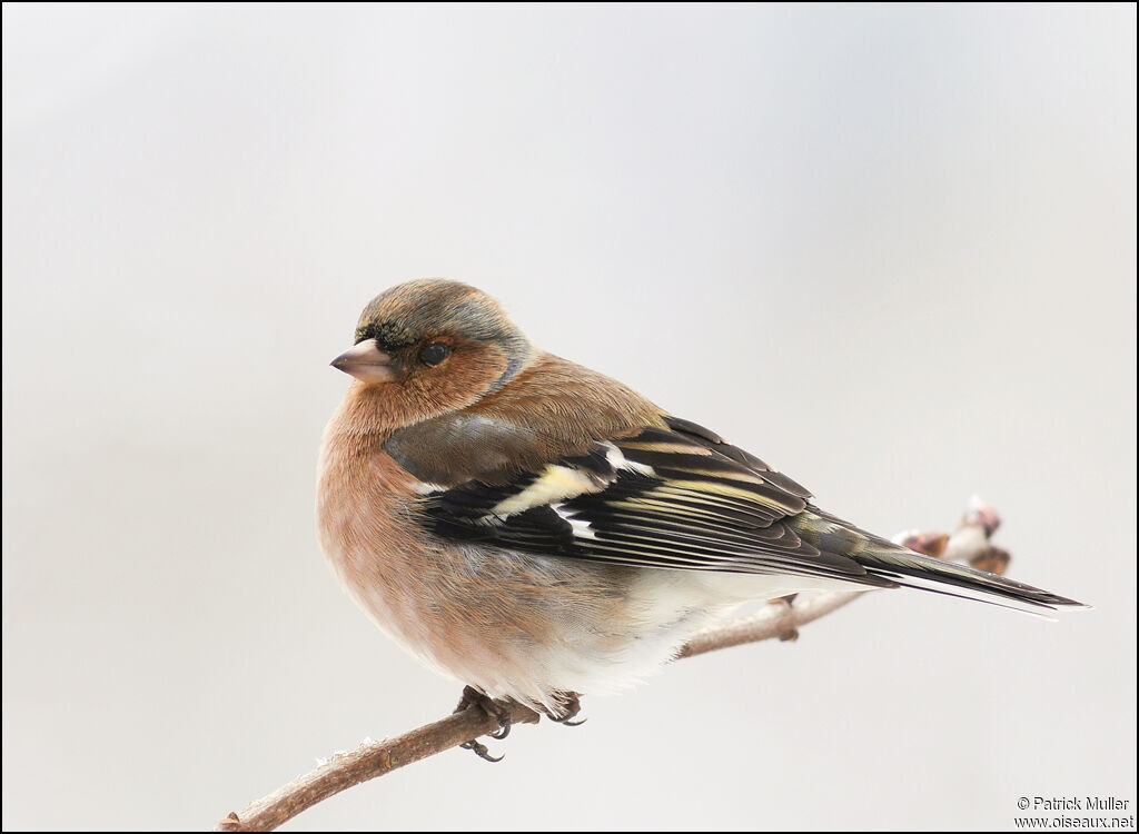 Eurasian Chaffinch male