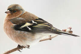 Common Chaffinch